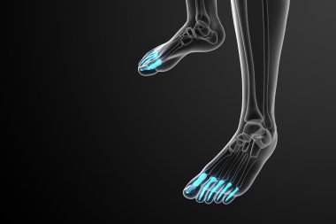 3D render Medikal illüstrasyon parmak kemikleri ayak