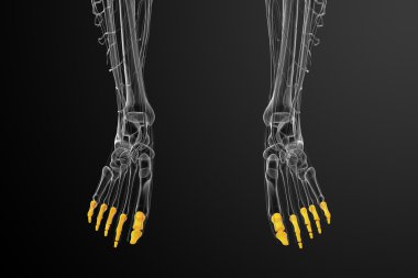 3D render Medikal illüstrasyon parmak kemikleri ayak