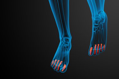 3D render Medikal illüstrasyon parmak kemikleri ayak