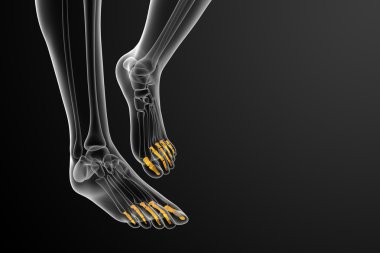 3D render Medikal illüstrasyon parmak kemikleri ayak