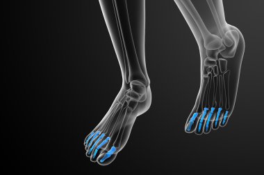 3D render Medikal illüstrasyon parmak kemikleri ayak