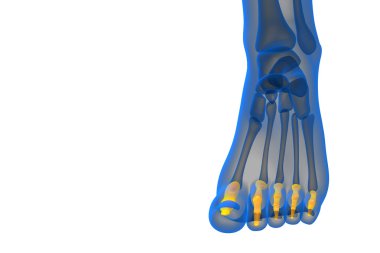 3D render Medikal illüstrasyon parmak kemikleri ayak