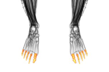 3D render Medikal illüstrasyon parmak kemikleri ayak