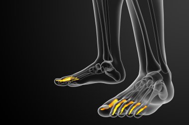 3D render Medikal illüstrasyon parmak kemikleri ayak