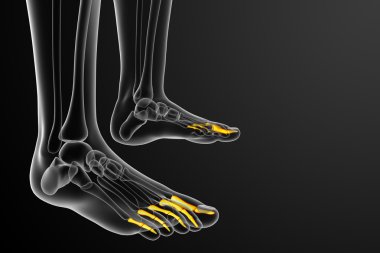 3D render Medikal illüstrasyon parmak kemikleri ayak