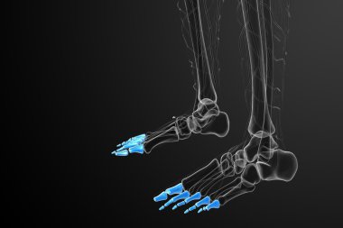 3D render Medikal illüstrasyon parmak kemikleri ayak