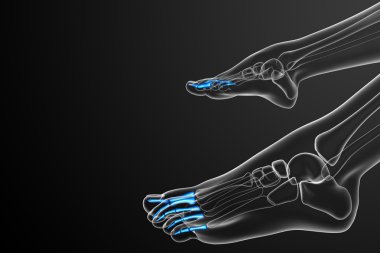 3D render Medikal illüstrasyon parmak kemikleri ayak