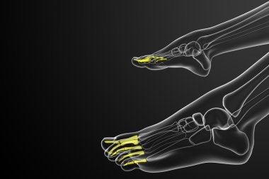 3D render Medikal illüstrasyon parmak kemikleri ayak