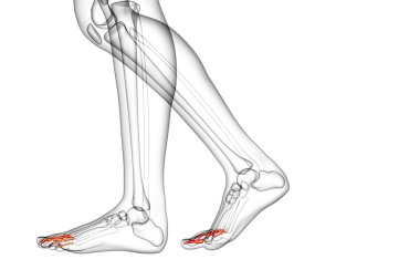 3D render Medikal illüstrasyon parmak kemikleri ayak