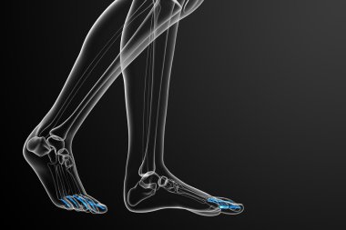 3D render Medikal illüstrasyon parmak kemikleri ayak