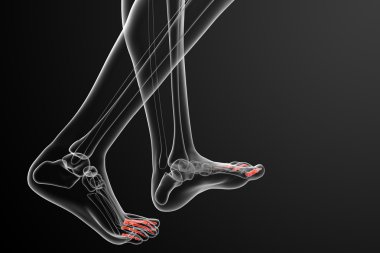 3D render Medikal illüstrasyon parmak kemikleri ayak