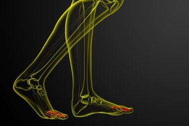 3D render Medikal illüstrasyon parmak kemikleri ayak