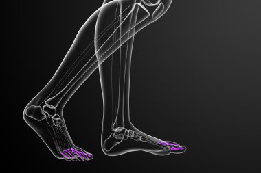 3D render Medikal illüstrasyon parmak kemikleri ayak