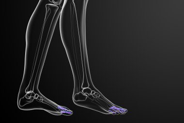 3D render Medikal illüstrasyon parmak kemikleri ayak