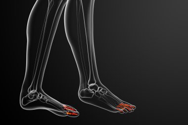 3D render Medikal illüstrasyon parmak kemikleri ayak