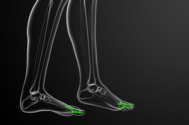 3D render Medikal illüstrasyon parmak kemikleri ayak