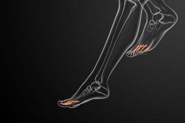 3D render Medikal illüstrasyon parmak kemikleri ayak