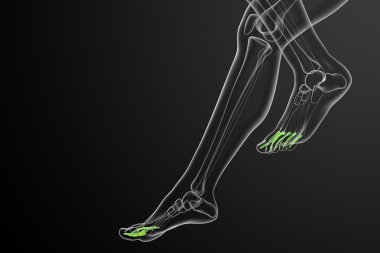 3D render Medikal illüstrasyon parmak kemikleri ayak