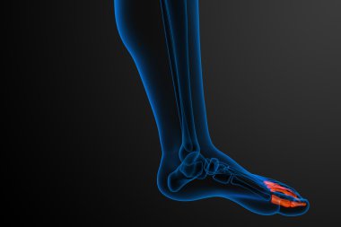 3D render Medikal illüstrasyon parmak kemikleri ayak