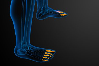 3D render Medikal illüstrasyon parmak kemikleri ayak