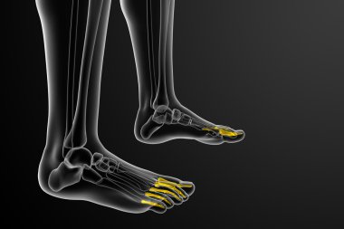 3D render Medikal illüstrasyon parmak kemikleri ayak