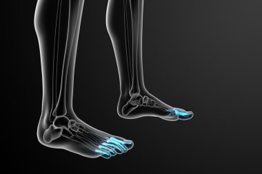 3D render Medikal illüstrasyon parmak kemikleri ayak