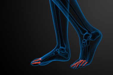 3D render Medikal illüstrasyon parmak kemikleri ayak