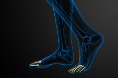 3D render Medikal illüstrasyon parmak kemikleri ayak