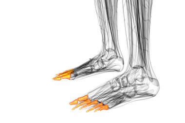 3D render Medikal illüstrasyon parmak kemikleri ayak