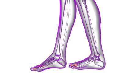 3D render Medikal illüstrasyon parmak kemikleri ayak