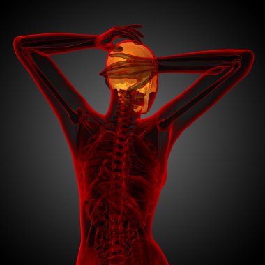 3D render Medikal illüstrasyon kafatası 