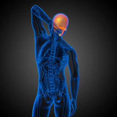 3D render Medikal illüstrasyon kafatası 