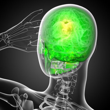 3D render Medikal illüstrasyon kafatası 