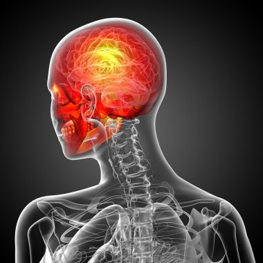 3D render Medikal illüstrasyon kafatası 