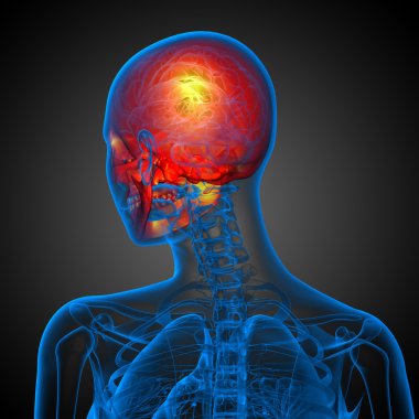 3D render Medikal illüstrasyon kafatası 