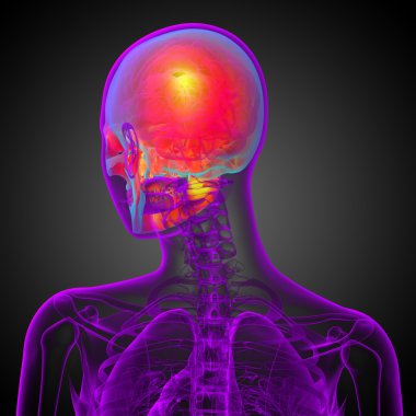 3D render Medikal illüstrasyon kafatası 