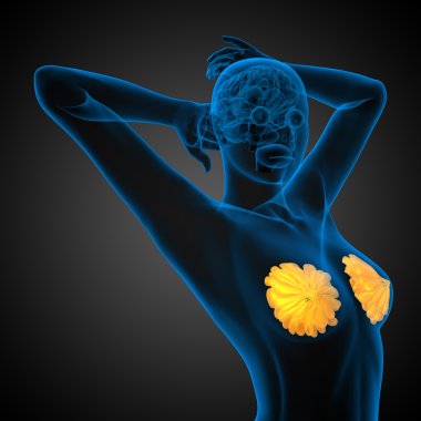 3D render Medikal illüstrasyon insan meme 