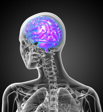 3D render Medikal illüstrasyon insan beyninin