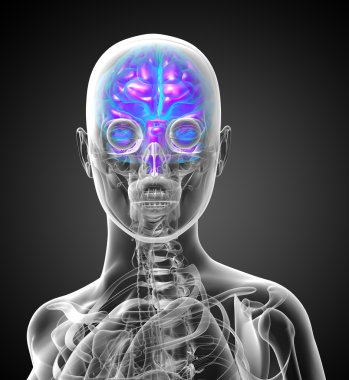 3D render Medikal illüstrasyon insan beyninin