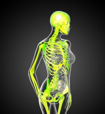 3D render Medikal illüstrasyon insan iskeleti 