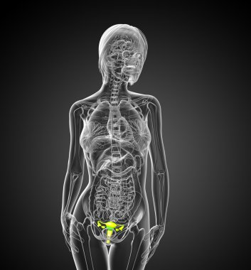 3D render Medikal illüstrasyon üreme sisteminin