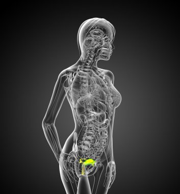 3D render Medikal illüstrasyon üreme sisteminin