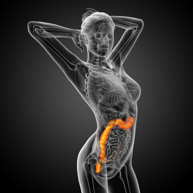 3D render Medikal illüstrasyon insan larg bağırsak