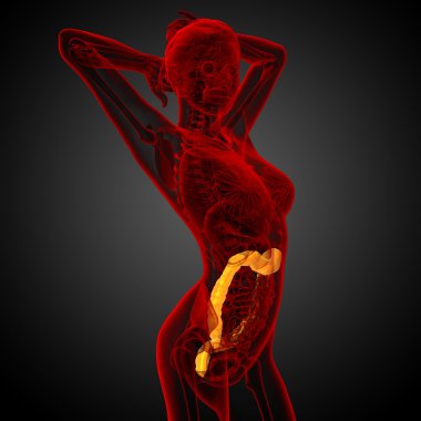 3D render Medikal illüstrasyon insan larg bağırsak