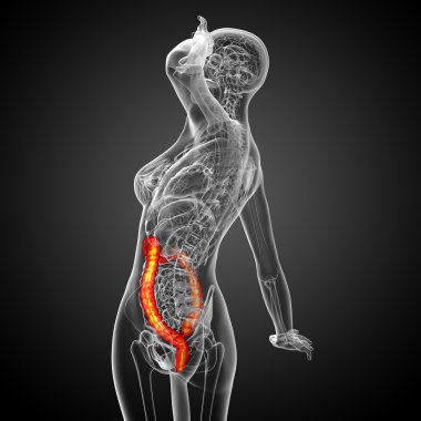 3D render Medikal illüstrasyon insan larg bağırsak