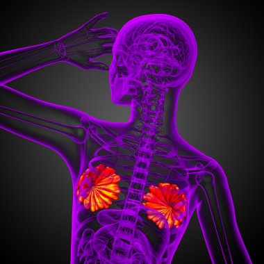 3D render Medikal illüstrasyon insan meme