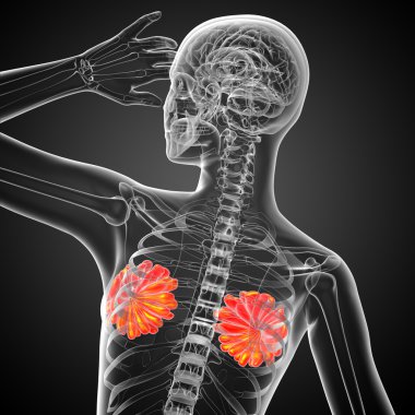 3D render Medikal illüstrasyon insan meme