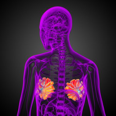 3D render Medikal illüstrasyon insan meme