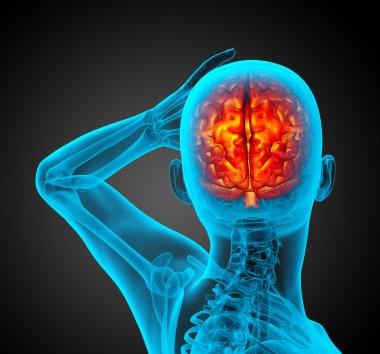 3D render Medikal illüstrasyon insan beyninin