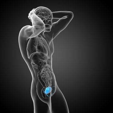 Mesane 3D render tıbbi çizimi